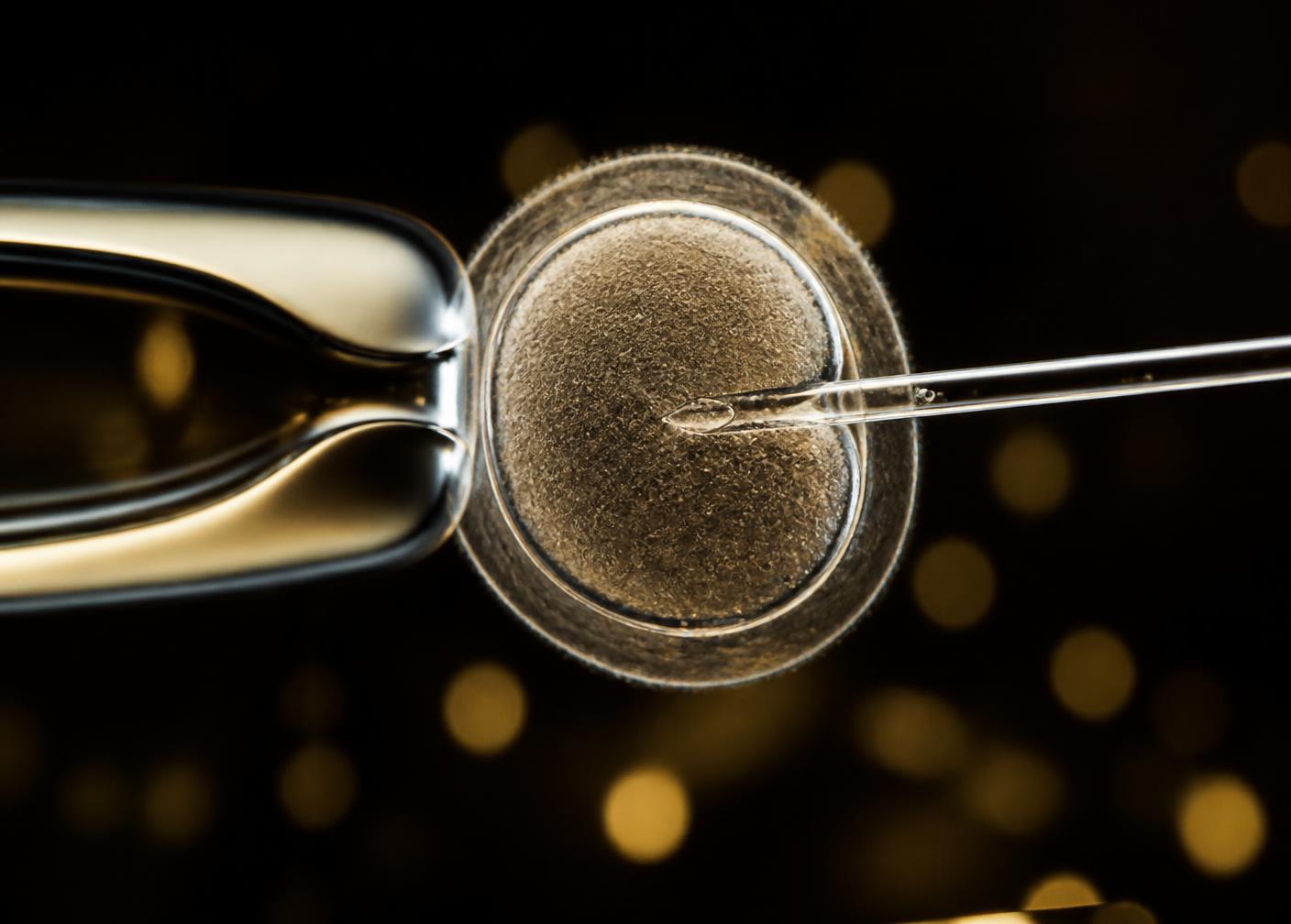 Micromanipulación de un ovocito bovino en laboratorio